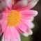 花撮