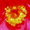 花撮