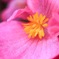 花撮