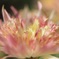 花撮