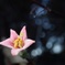 花撮