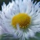 花撮