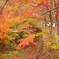 紅く染まる