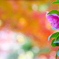 山茶花