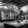 Toyohashi Museum of Natural History