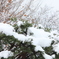 雪をかぶった木