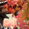 京都 紅葉