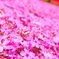 Pink carpet