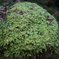 安居溪谷の苔岩