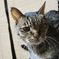 我が家のねこさん