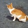 野良猫