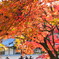 人はなぜ紅葉に酔うのか