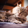 ねこさん