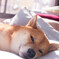 陽だまりの柴犬