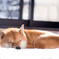 陽だまりで寝る柴犬
