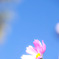 花咲く〜光を受けて〜