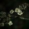 化石の花  ～枯れ紫陽花～