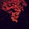 Autumn leaves