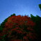 満天の星空と夜陰に潜む紅葉