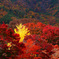 河口湖で紅葉狩り～もみじ回廊 ①