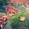 『黄色い紅葉』