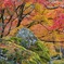 京都紅葉観光行ってきた