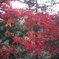 冬の紅葉、燃えるように紅く