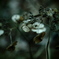憔悴  ～枯れ紫陽花～