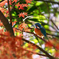 カワセミと紅葉 t