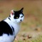 公園のねこ