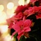 Star of Bethlehem.ꕤ*.ﾟ
