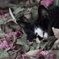 A cat