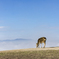 Sea of Clouds