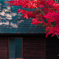 紅葉3