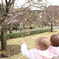 秋の一般公開に桜？？