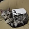ダービー猫