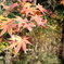 与野公園