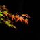 late autumn 5