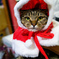 うちのねこ