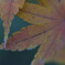 12月の紅葉