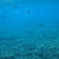 宮古島の海中