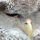 Thinking bird