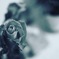 一輪の花