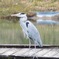 サギ(白馬八方ニレ池)