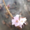 十月桜
