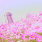 鶴見緑地公園のコスモス