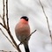 ウソ♂