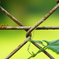 Ant
