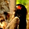 Bateleur