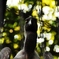 condor?